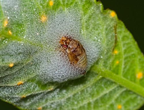 Aphrophora alni